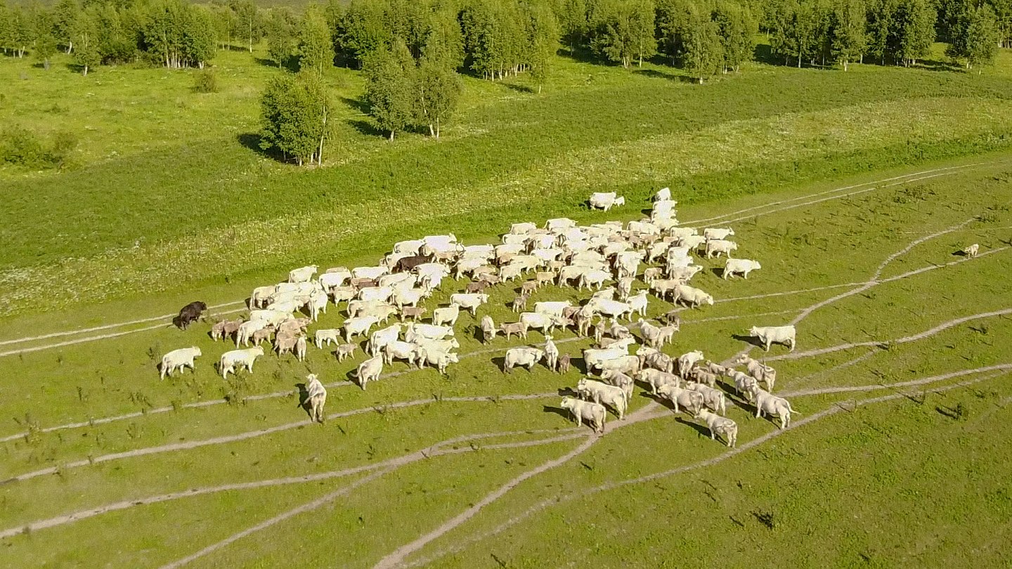 Ökologische Landwirtschaft | Geschäftsfelder | Ekosem-Agrar