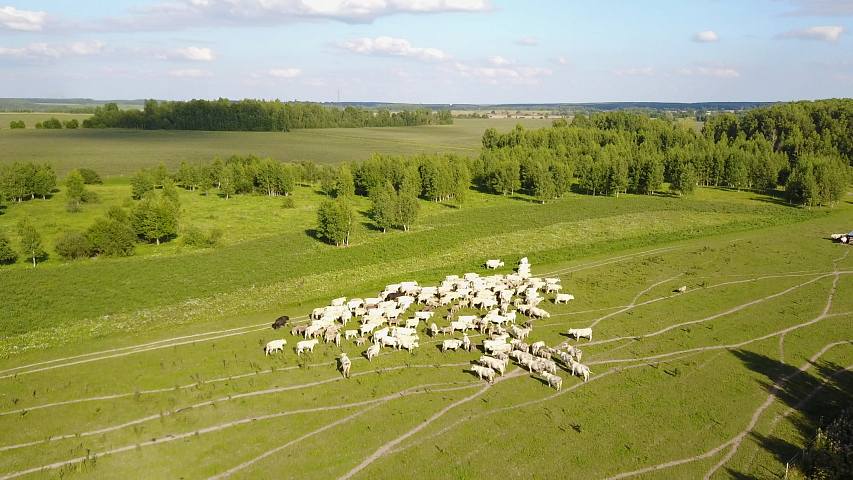 ekosem-agrar-oekologische-landwirtschaft-mutterkuhhaltung.jpg