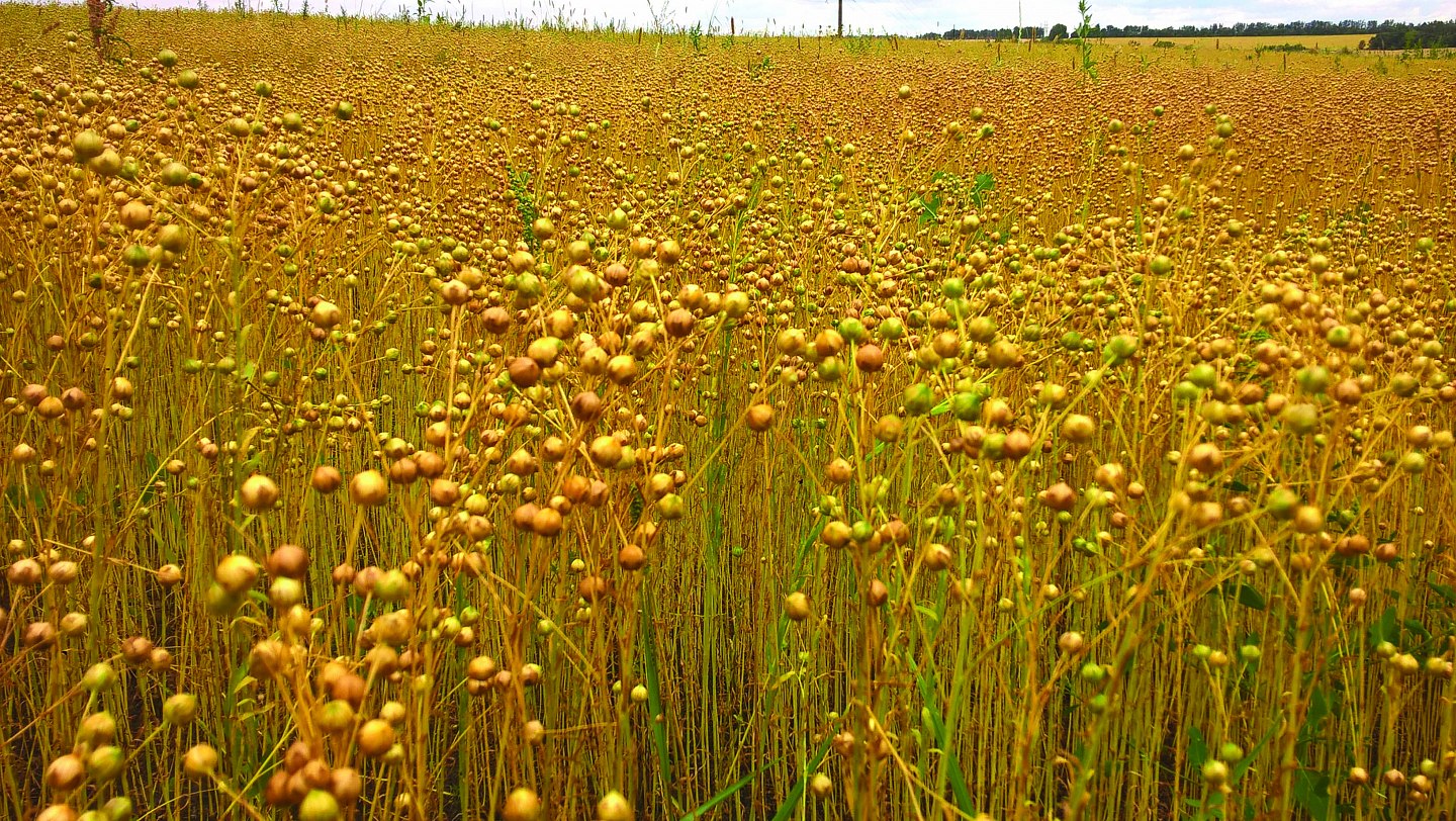 Flax crop of the future Articles EkosemAgrar