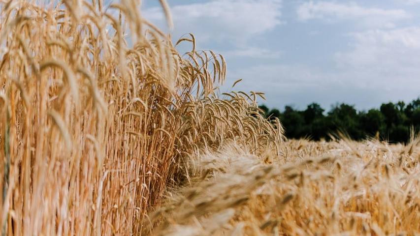 winterweizen_feld.jpg